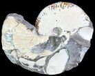 Discoscaphites Ammonite - South Dakota #62612-1